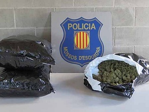 Durant l’escorcoll policial del vehicle interceptat es van trobar vuit quilograms de cabdells de marihuana envasats al buit i preparats per a la venda
