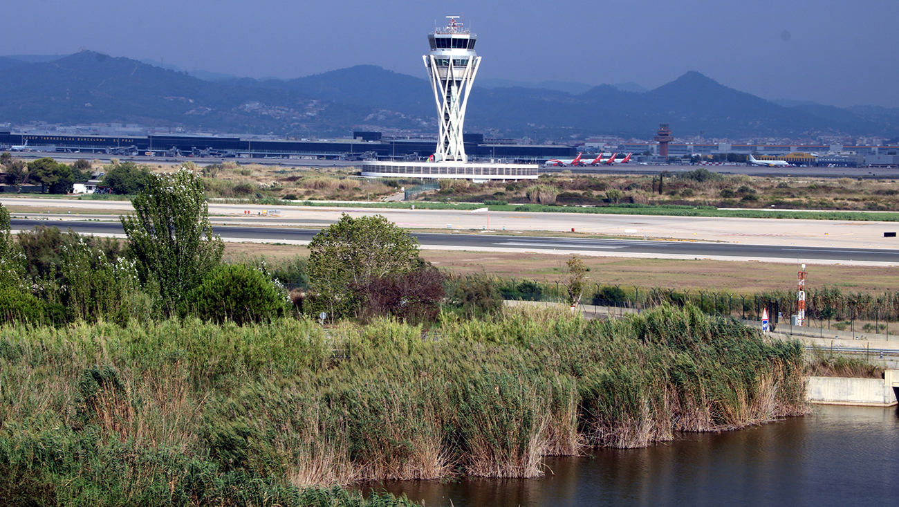 avião lagarto