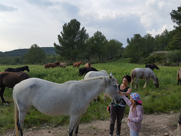 SOCIETAT: Comiat dels cavalls del Parc del Garraf que inicien la transhumància de tornada a l'Alt Berguedà