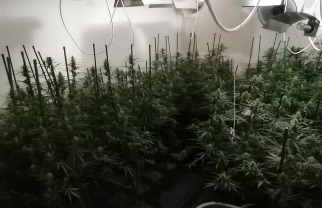 SUCCESSOS: Desmantellen una plantació de marihuana en un pis de Cornellà de Llobregat