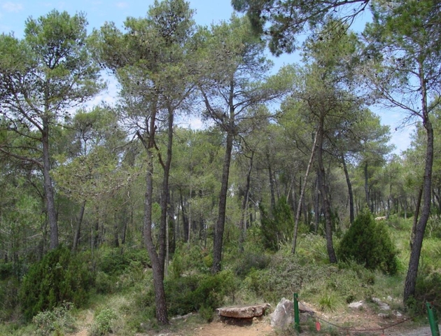 MEDI AMBIENT: El Baix Llobregat, en prealerta per risc de foc