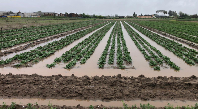 Empresaris agrícoles del Baix Llobregat, les cooperatives de Gavà i Viladecans i de l'Institut Agrícola Català de Sant Isidre han exigit a l'Agència Catalana de l'Aigua (ACA) que dugui a terme les inversions necessàries 