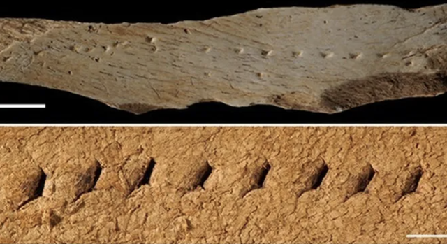 CULTURA: Troben a Gavà l’evidència que l’Homo Sapiens ja cosien fa uns 39.000 anys