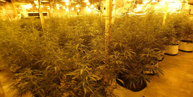 Desmantellada una plantació il·legal de marihuana a Begues
