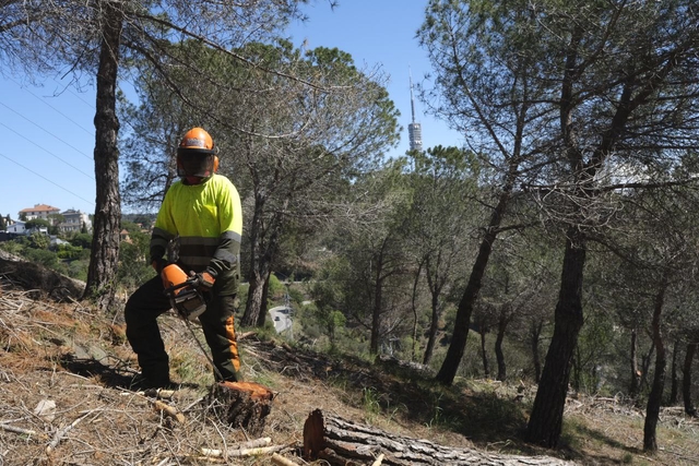 MEDI AMBIENT: El Govern ja ha començat les actuacions per prevenir incendis al Parc Natural de Collserola