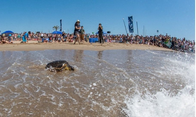 Alliberen quatre tortugues a la platja del Prat de Llobregat