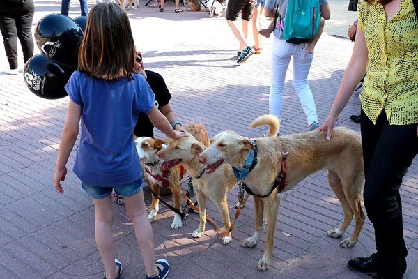 SOCIETAT: Cornellà imposa 328 sancions en dos mesos a propietaris de gossos per no portar-los identificats adequadament