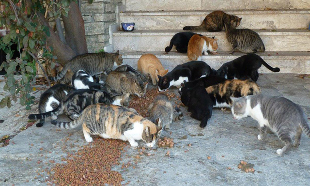 SOCIETAT: Traslladen una colònia de gats del Parc de Can Vidalet a un solar per garantir la salubritat en espais infantils