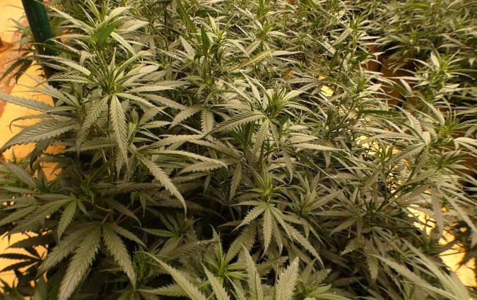 SUCCESSOS: Desmantellada una plantació de marihuana indoor a Gavà