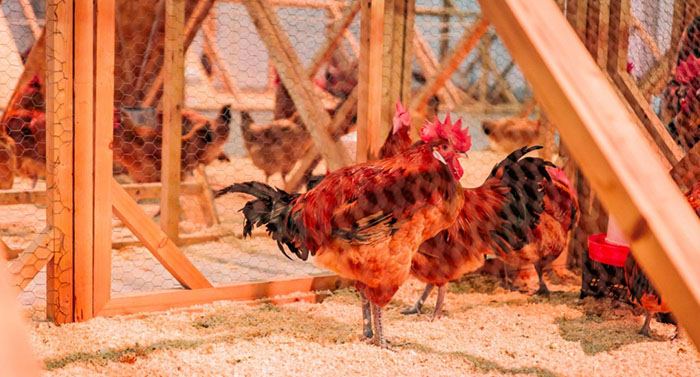 La Fira Avícola de la raça Prat assoleix un nou rècord de visites