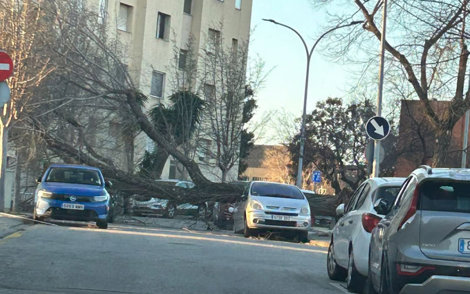 Ferit greu un voluntari de Protecció Civil en caure un arbre sobre el seu vehicle a Sant Boi