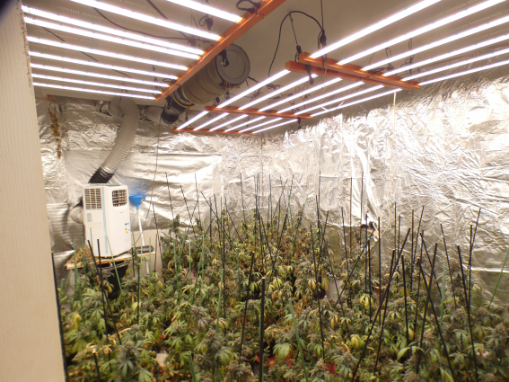 Cinc detinguts i 370 plantes de marihuana comissades en un pis del Prat de Llobregat