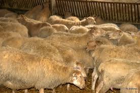Intervinguts 180 xais en una instal·lació il·legal a Sant Esteve de Sesrovires per manca de benestar animal