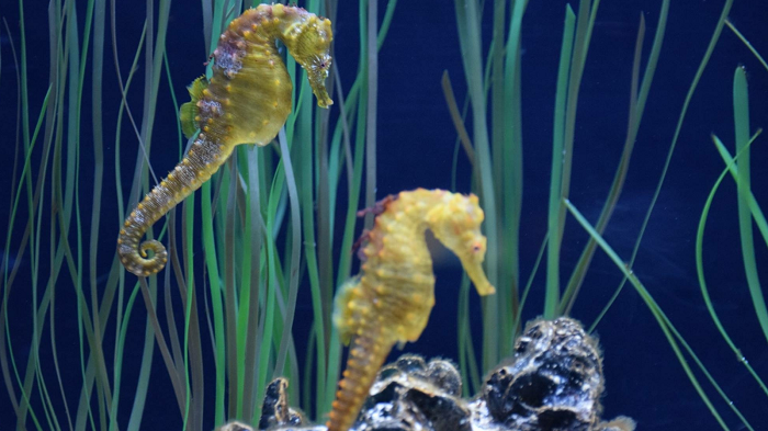 Gavà organitza una jornada familiar per descobrir els secrets dels cavalls de mar a la platja