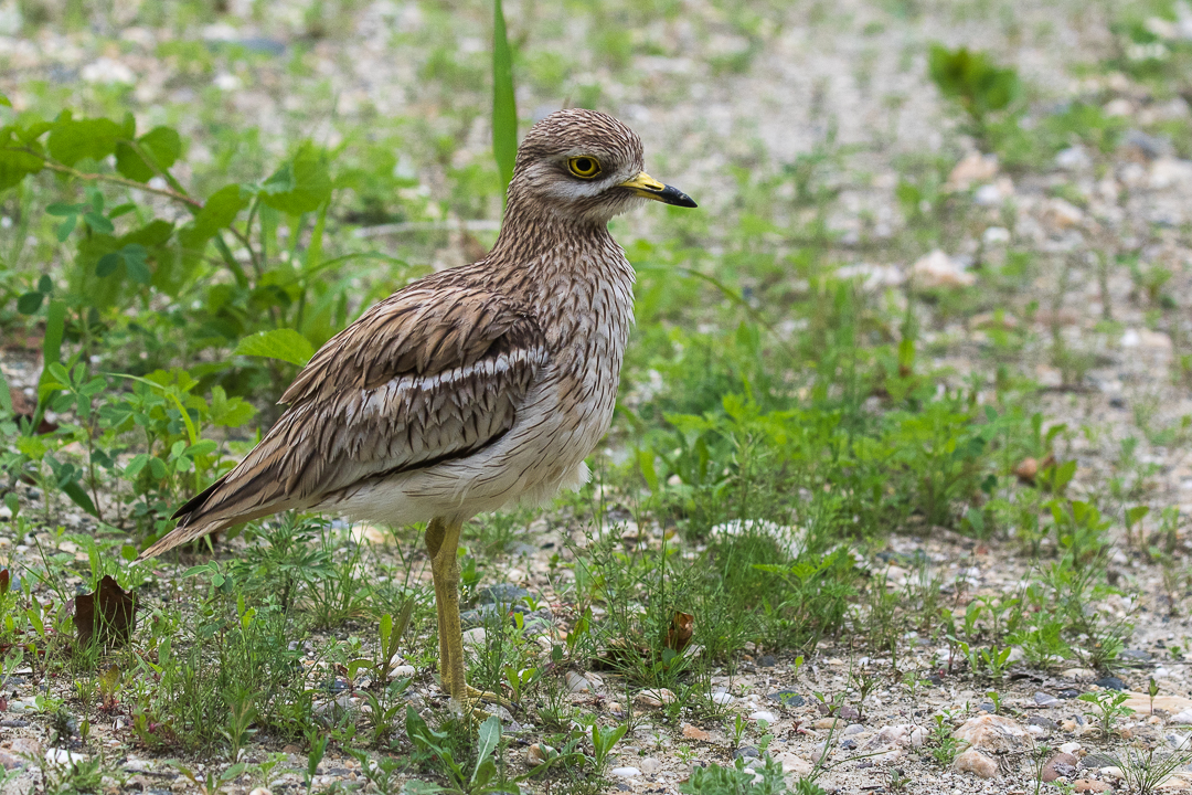 Eurasian Thicknee Along Po river Italy FJ0A1202 28252446508