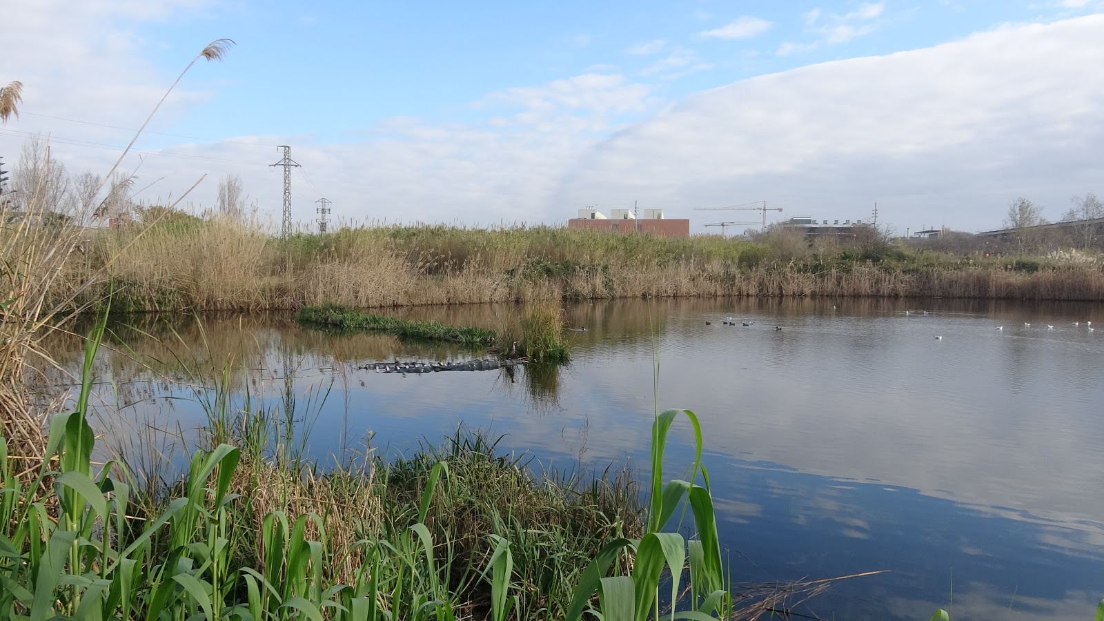 estany olla rei 11