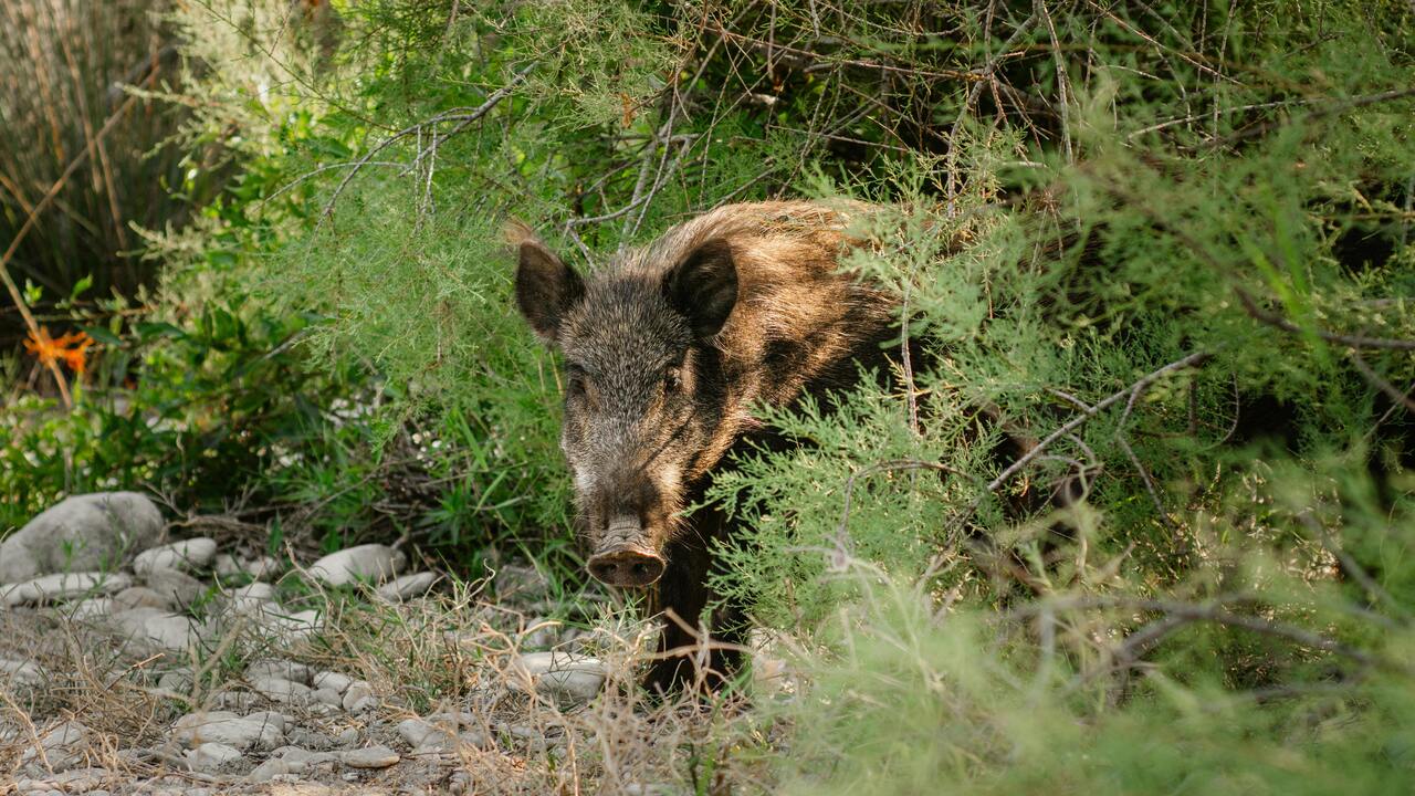 La Societat de Caçadors inicia la mitja veda a Sant Climent de Llobregat