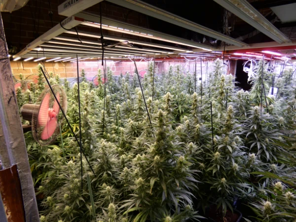 Els Mossos d’Esquadra desmantellen una plantació de 656 plantes de marihuana en una casa de Gavà situada davant d’una escola