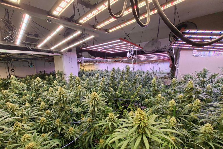 Desmantellada una plantació de marihuana amb 715 plantes a Sant Just Desvern