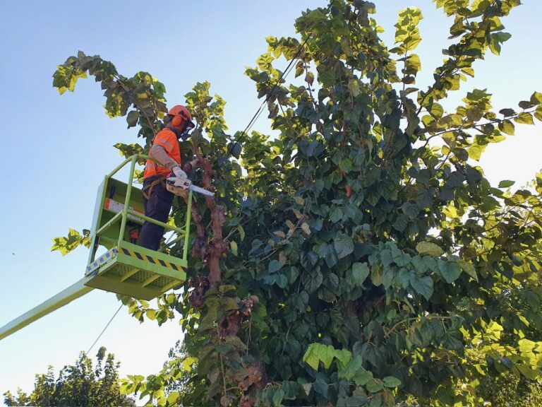 Sant Esteve Sesrovires inicia la poda de 2.000 arbres viaris dilluns