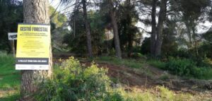 Pallejà engega treballs forestals al bosc de les Rovires per prevenir incendis
