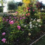Sant Feliu rep la Flor d'Or de Viles Florides per la seva riquesa vegetal