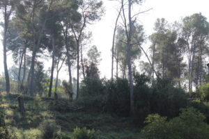 Castellví reprèn els treballs de franja contra incendis al Taió