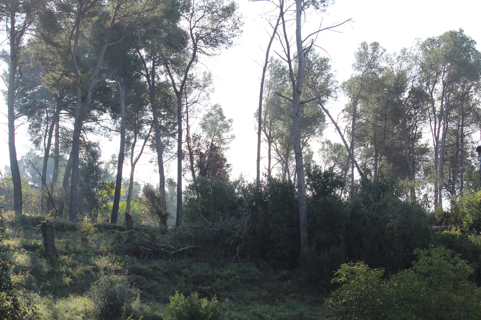 Castellví reprèn els treballs de franja contra incendis al Taió