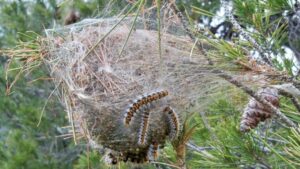 Castelldefels inicia el 9 de novembre la campanya contra la processionària del pi